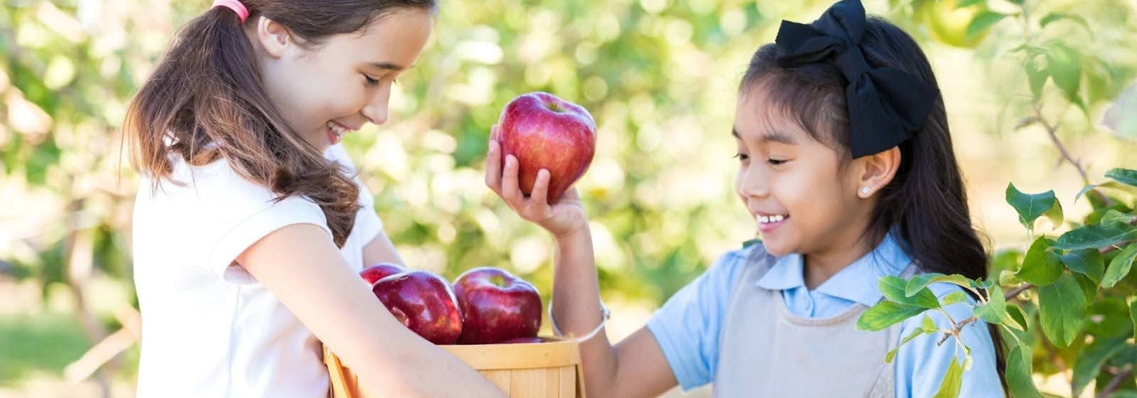 Why Negative Divided by Negative Equals Positive