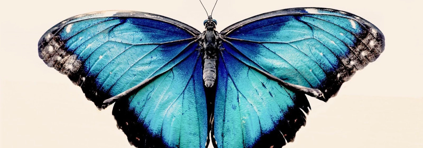 Understanding the Axis of Symmetry in Geometry